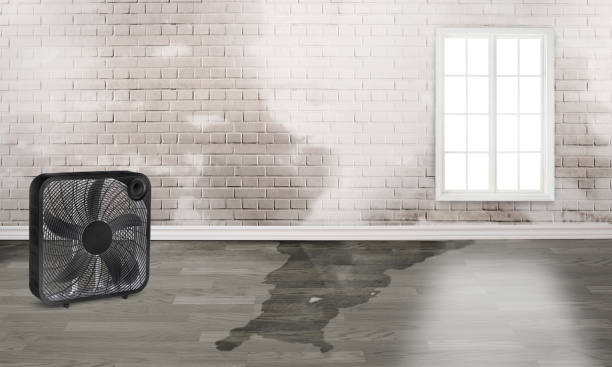 Best 24/7 water damage repair  in Savannah, TN
